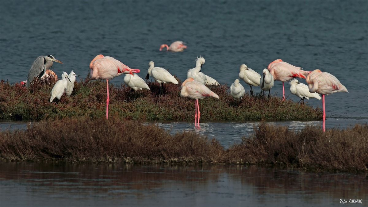 Eurasian Spoonbill