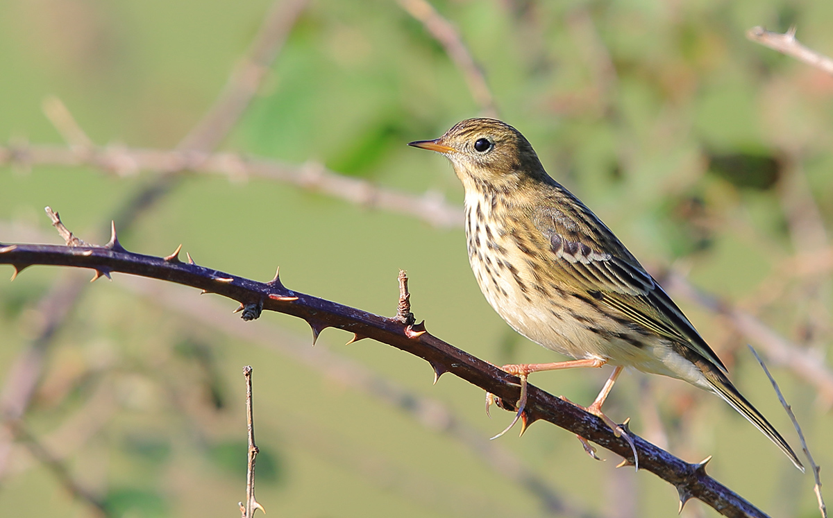 Meadow Pipit