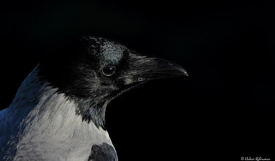 Hooded Crow
