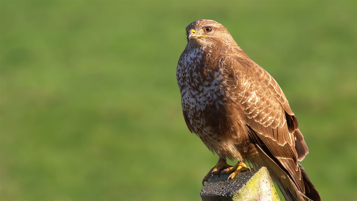 Common Buzzard