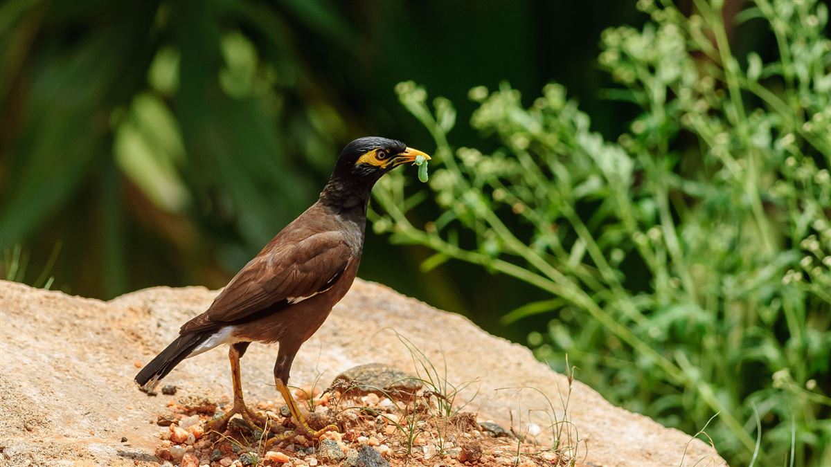 Common Myna