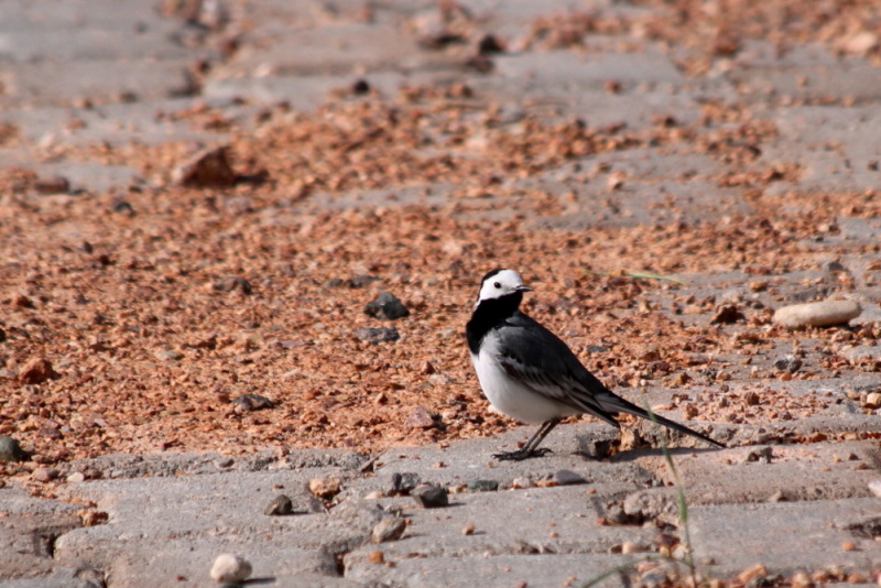 White Wagtail