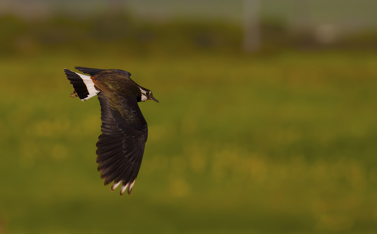 Northern Lapwing