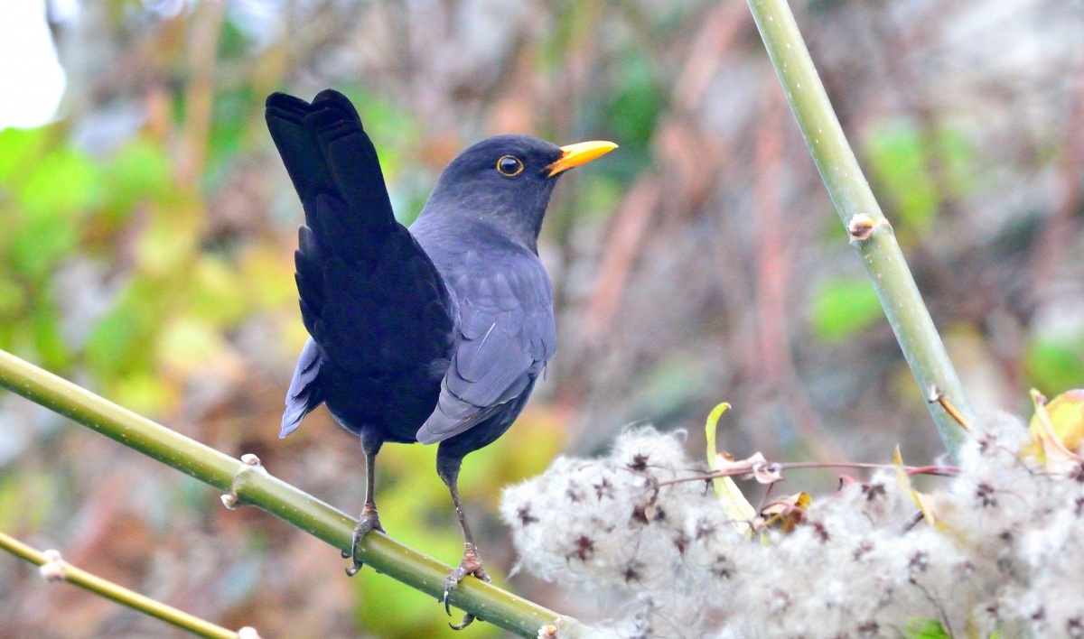 Common Blackbird