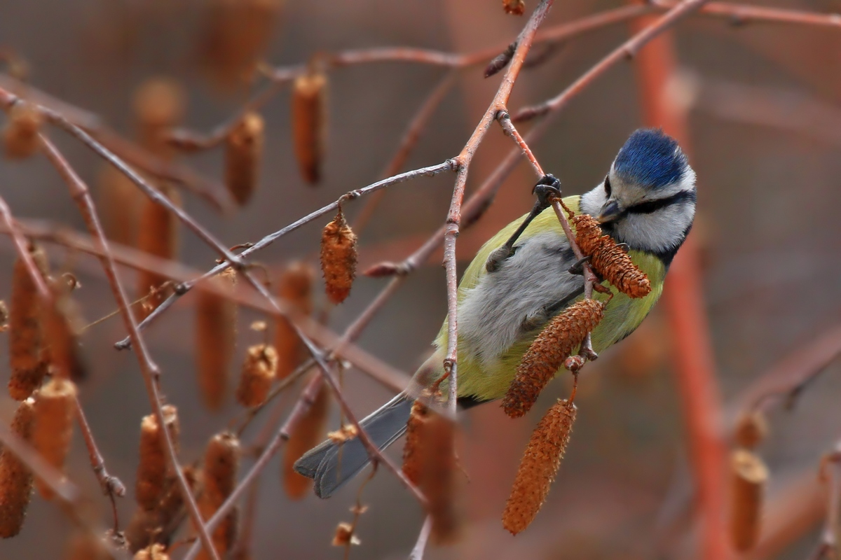 Eurasian Blue Tit