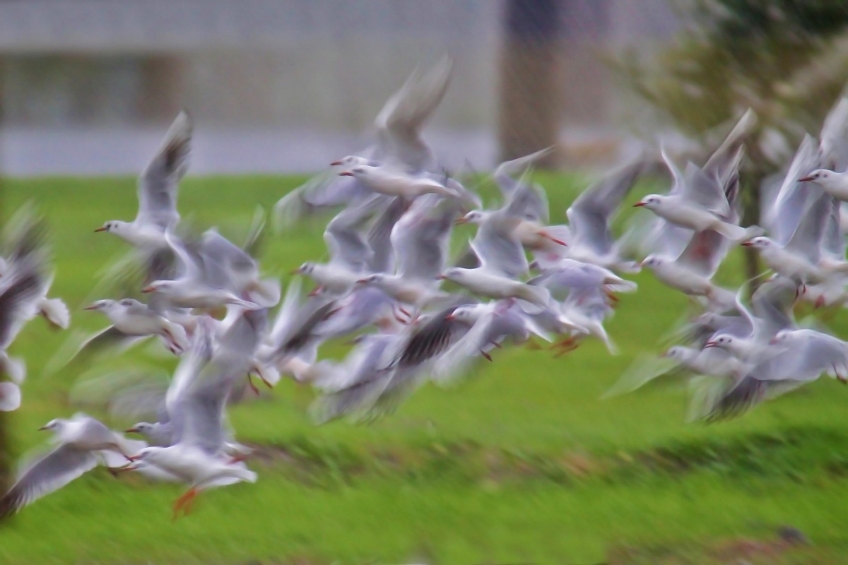 Black-headed Gull