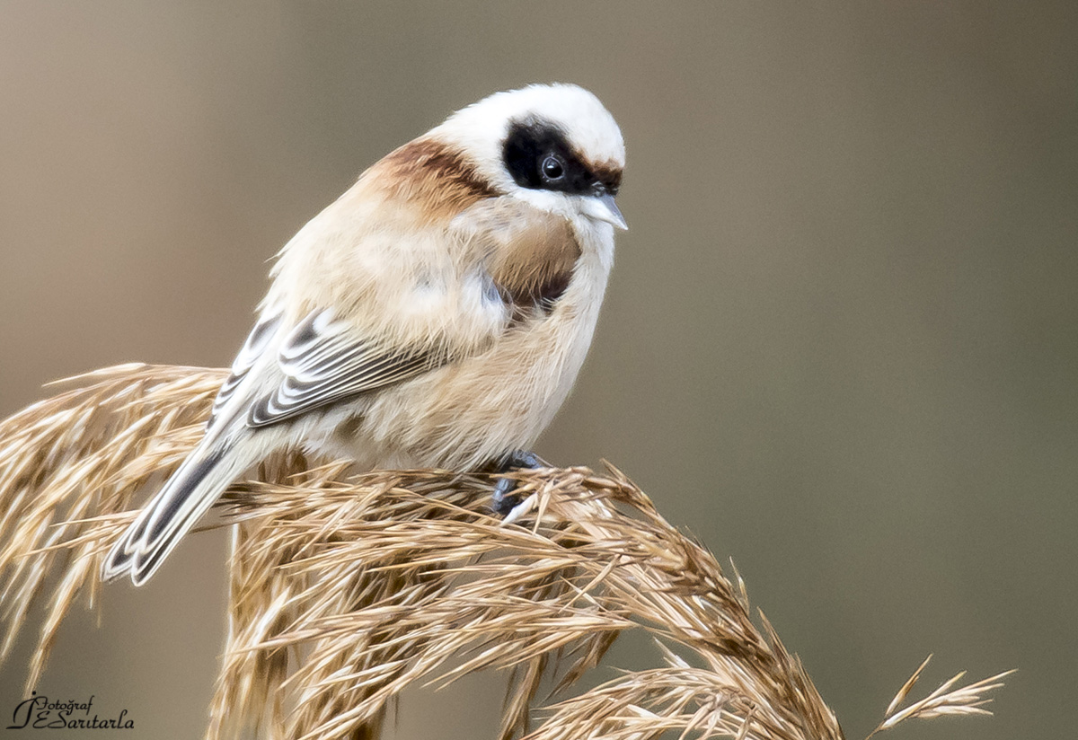 Eurasian Penduline Tit