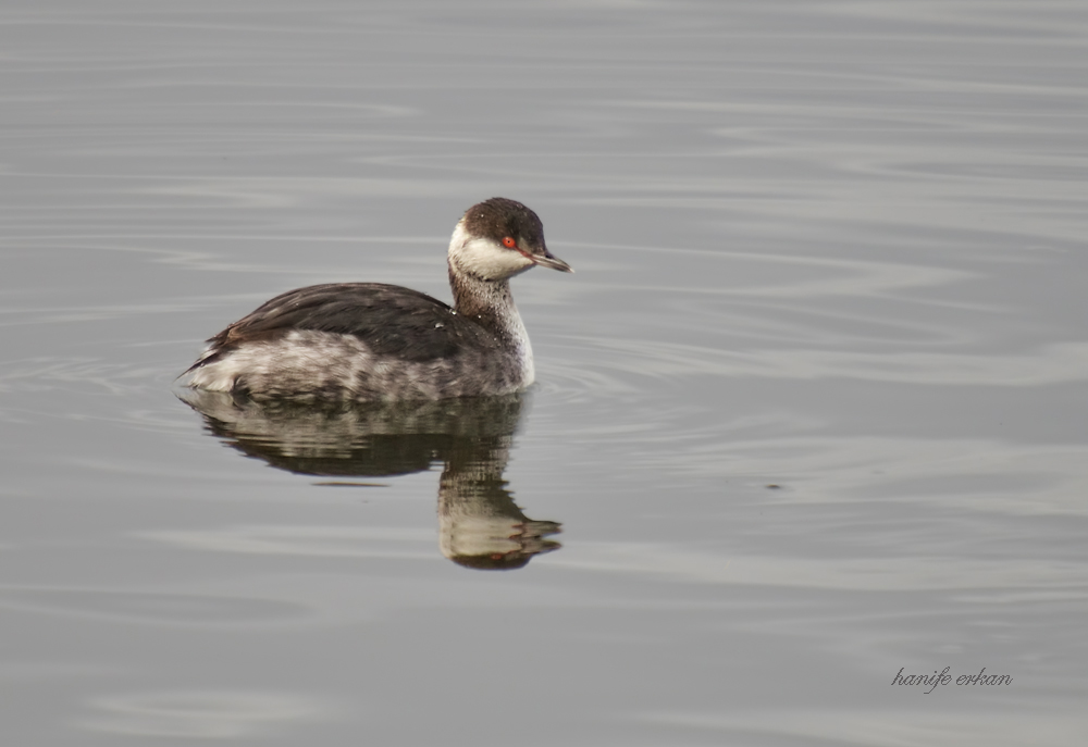Horned Grebe