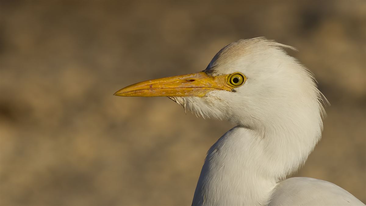 Western Cattle Egret