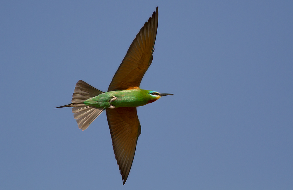 Blue-cheeked Bee-eater