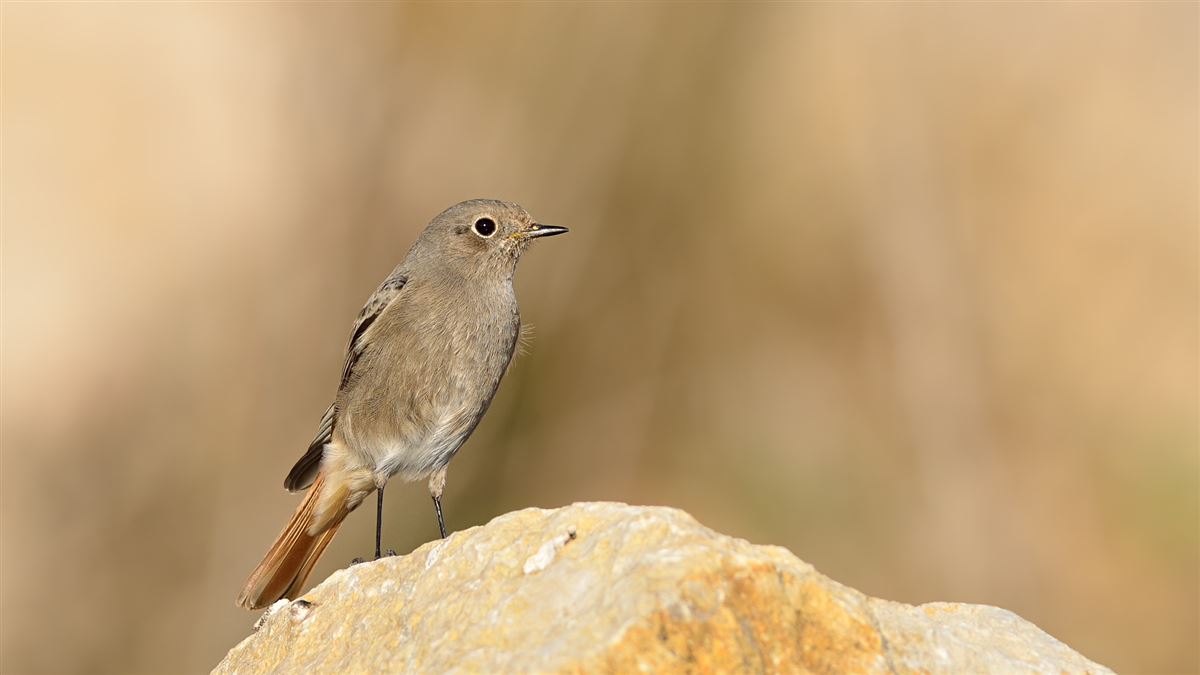 Black Redstart
