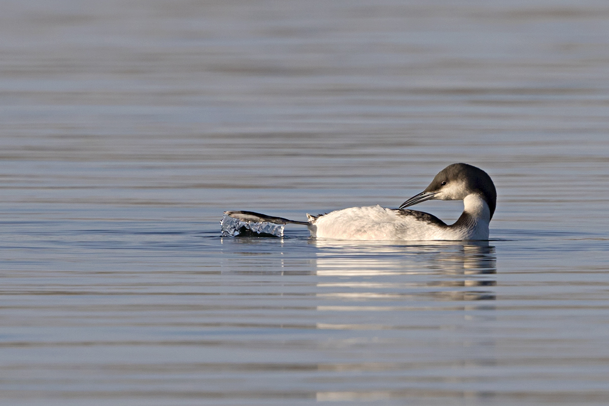 Black-throated Loon