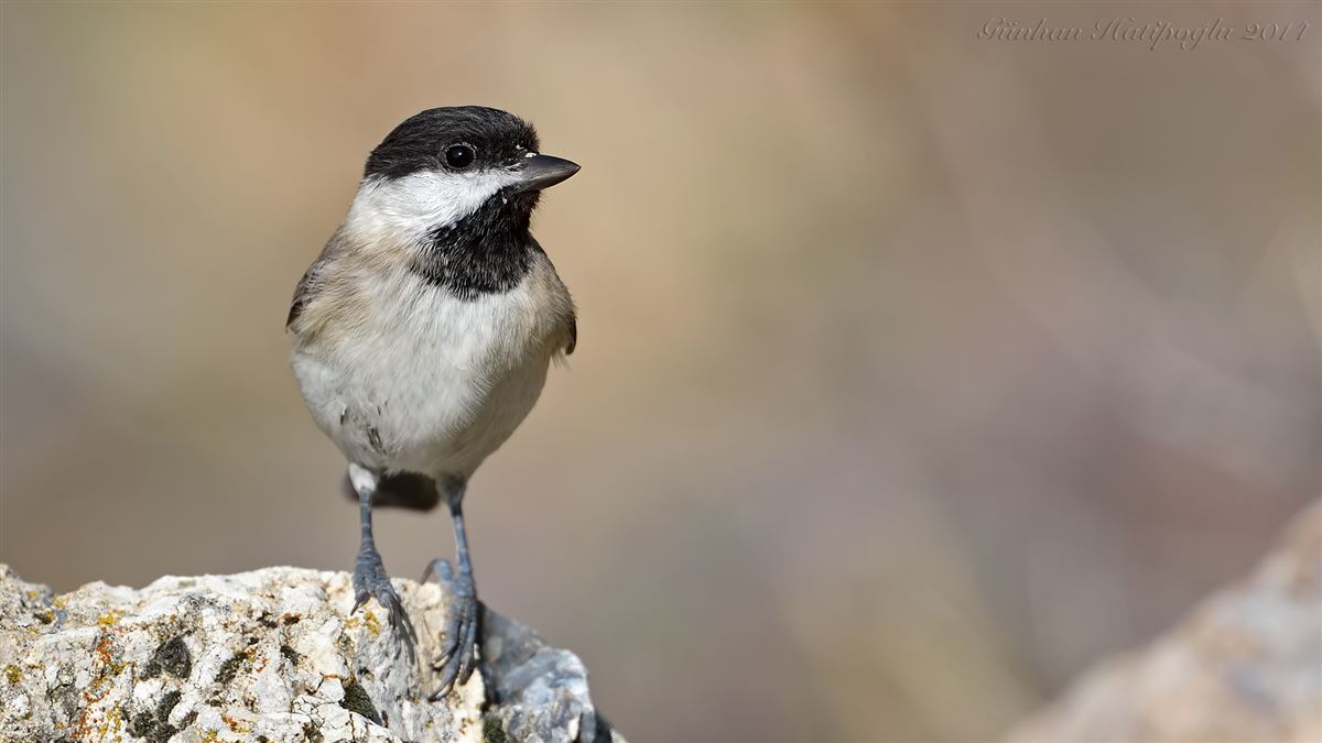 Sombre Tit
