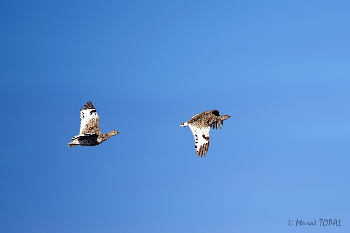 Little Bustard