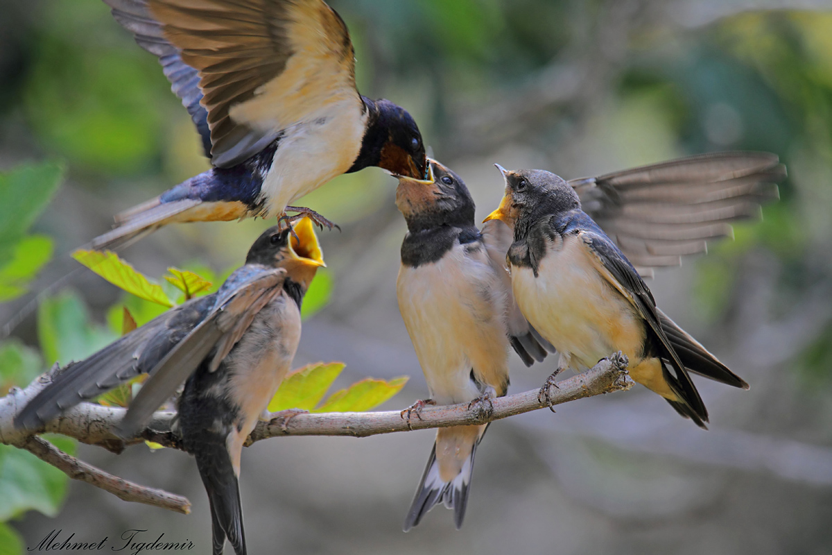 Barn Swallow