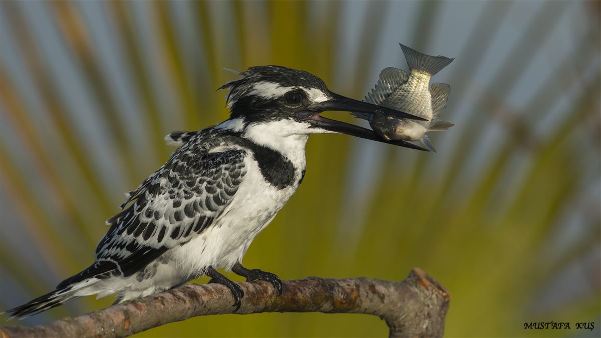 Pied Kingfisher