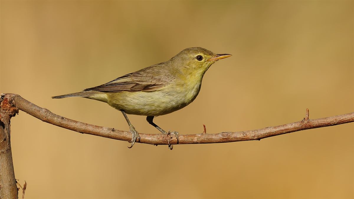 Icterine Warbler