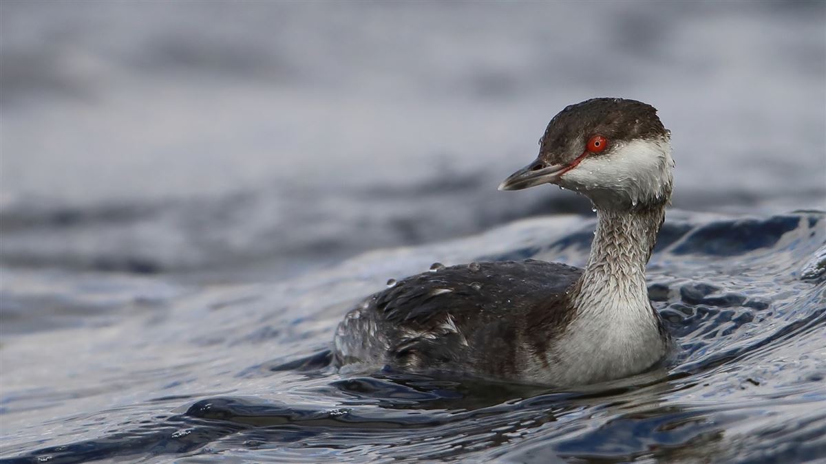 Horned Grebe