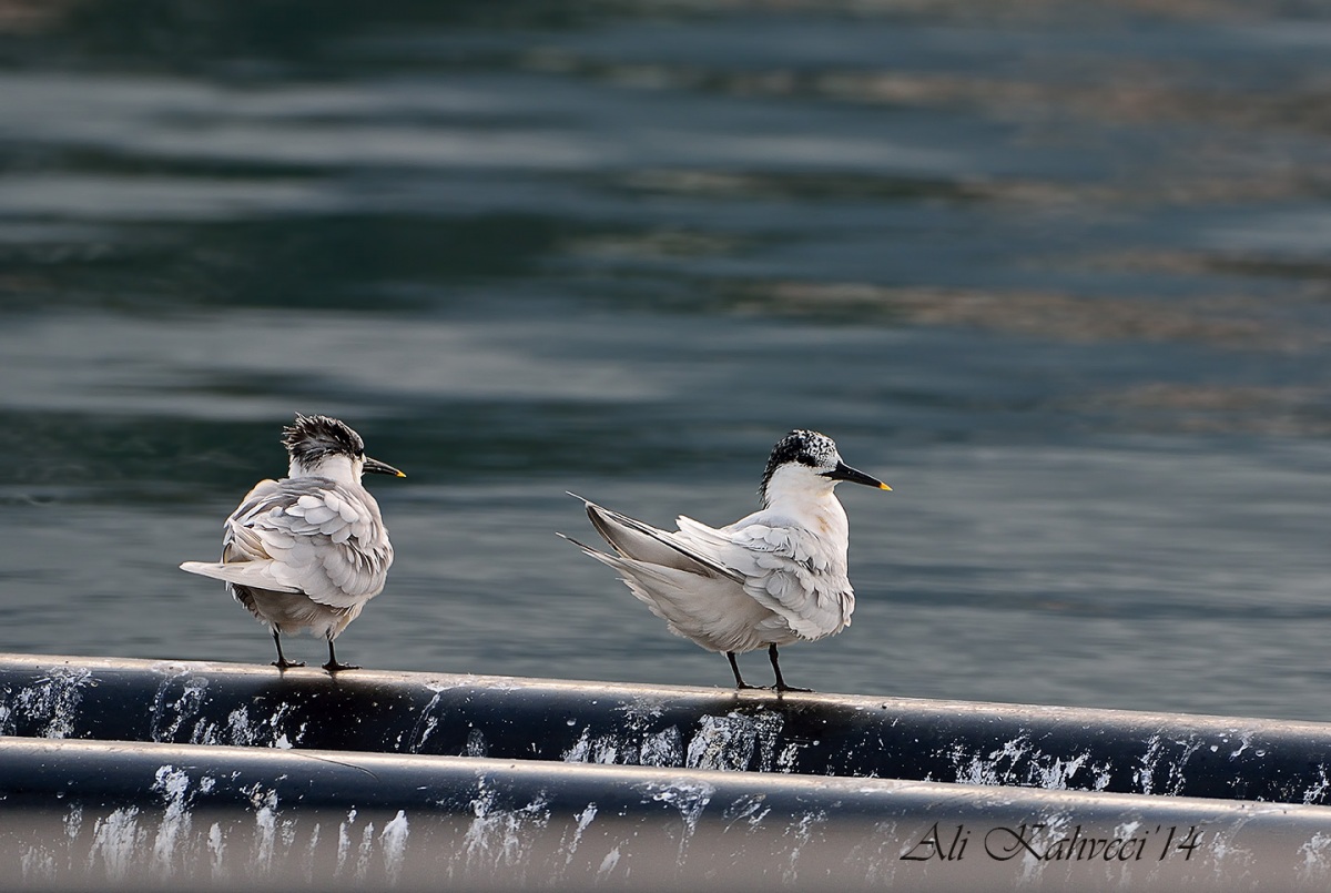 Sandwich Tern