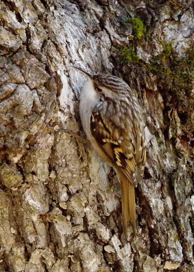 Short-toed Treecreeper