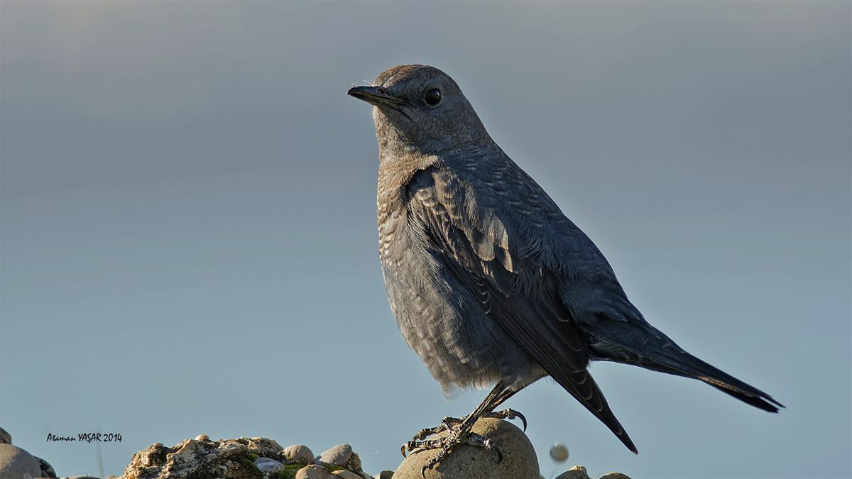 Blue Rock Thrush