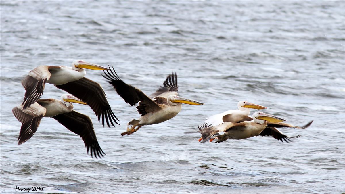 Great White Pelican