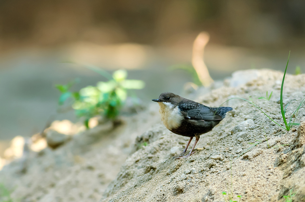 White-throated Dipper