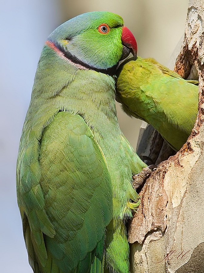 Rose-ringed Parakeet