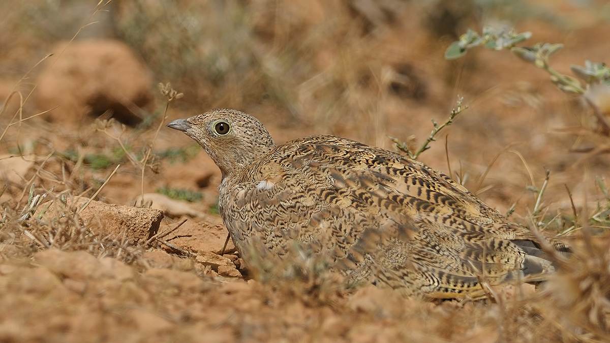 Black-bellied Sandgrouse