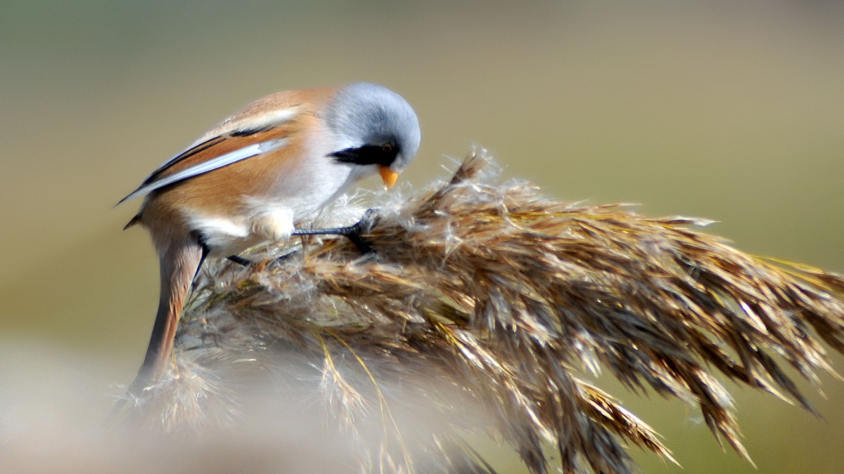 Bearded Reedling