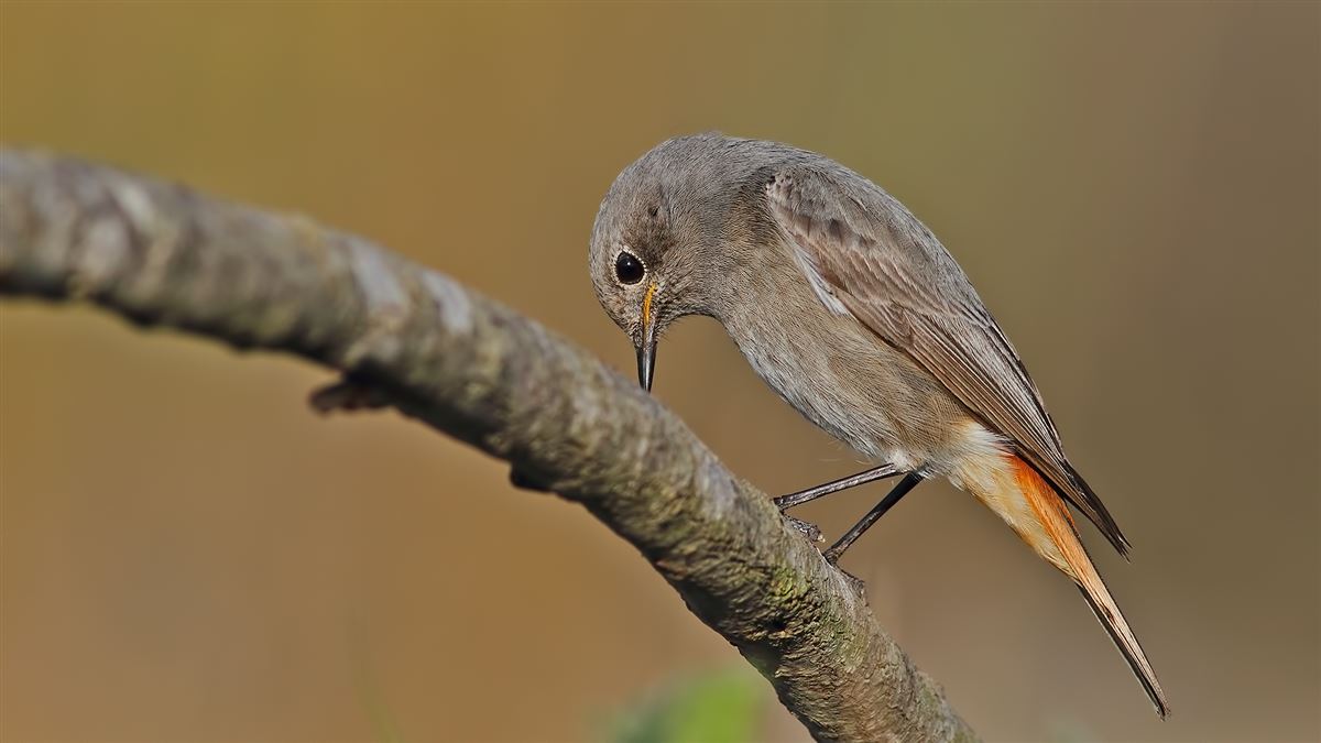 Black Redstart