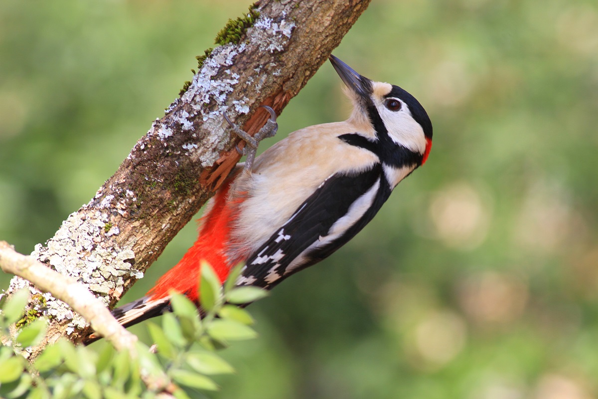 Great Spotted Woodpecker