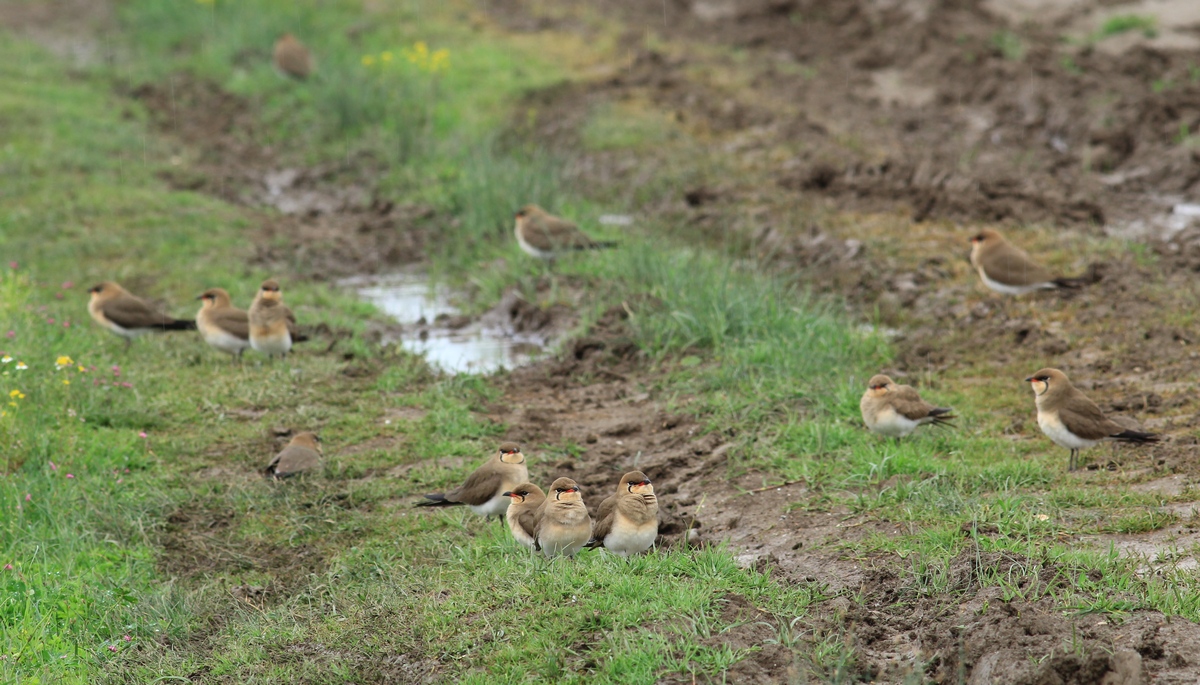 Collared Pratincole