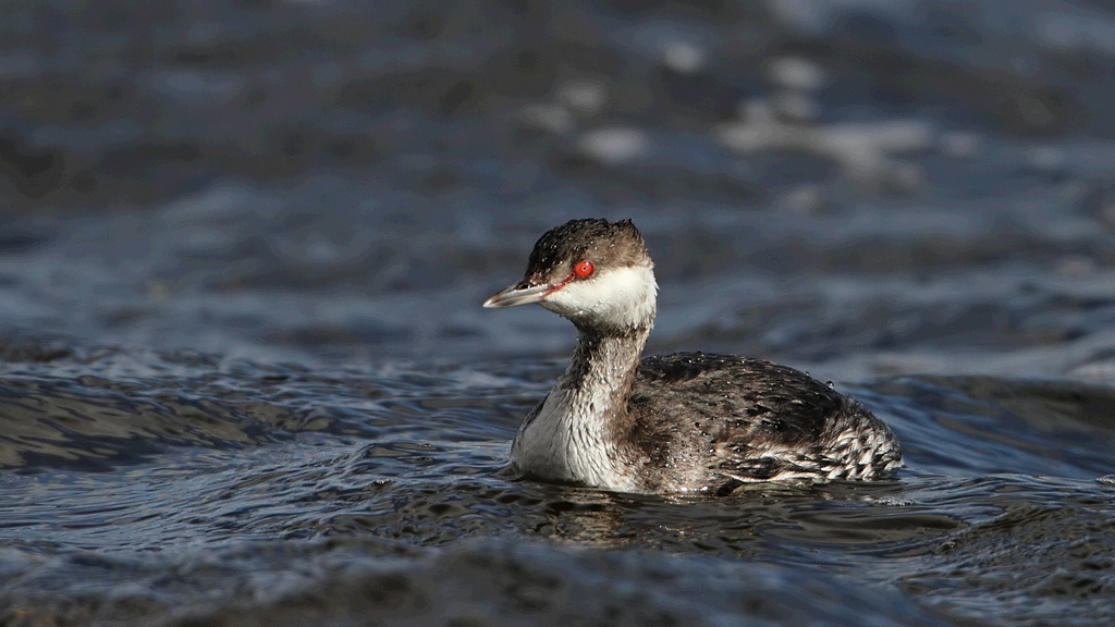 Horned Grebe