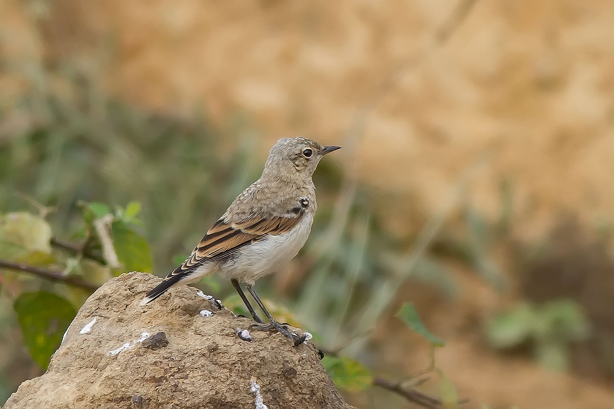 Northern Wheatear