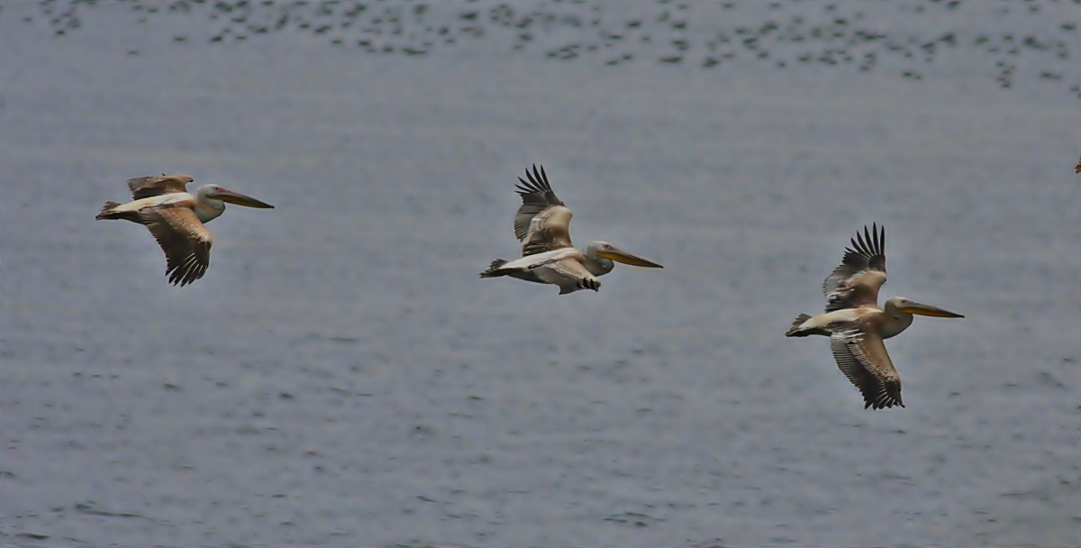 Great White Pelican