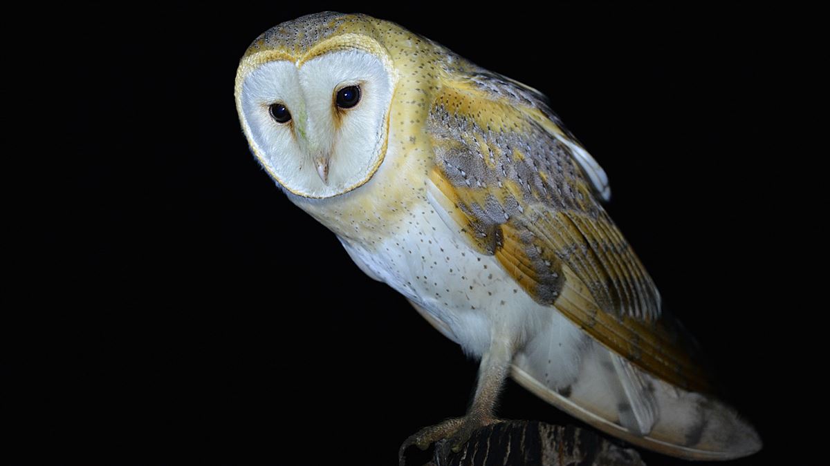 Western Barn Owl
