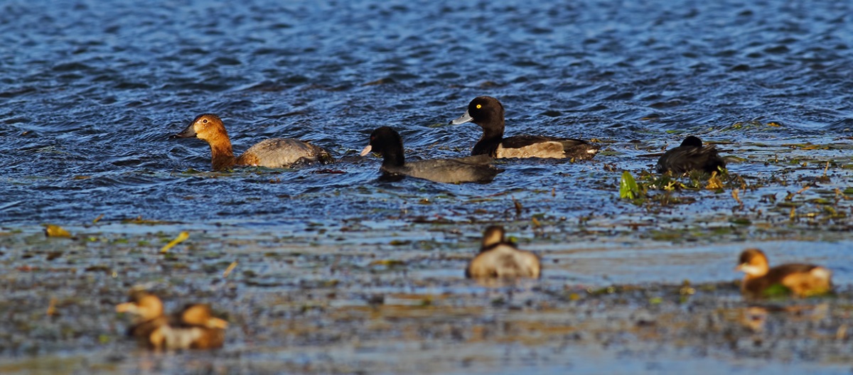 Common Pochard