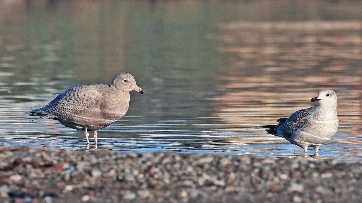 Glaucous Gull