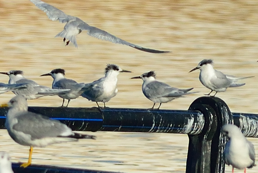 Sandwich Tern