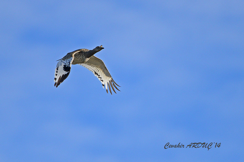 Little Bustard