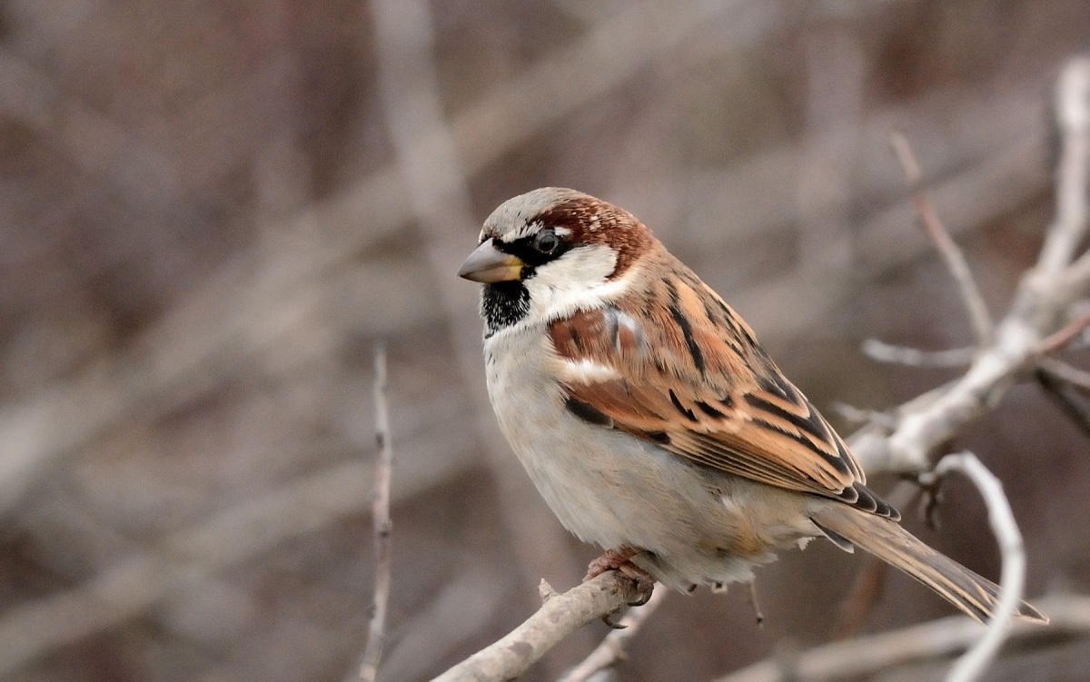 House Sparrow
