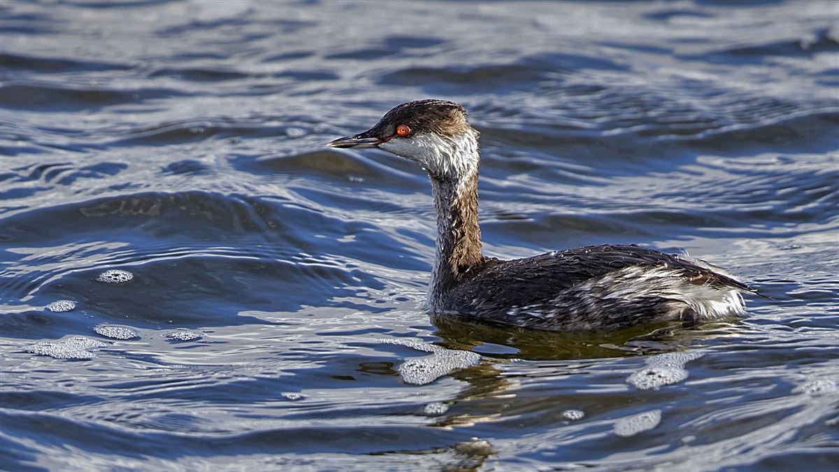 Horned Grebe