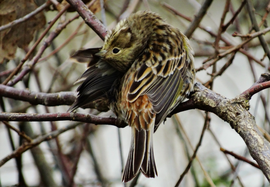 Yellowhammer