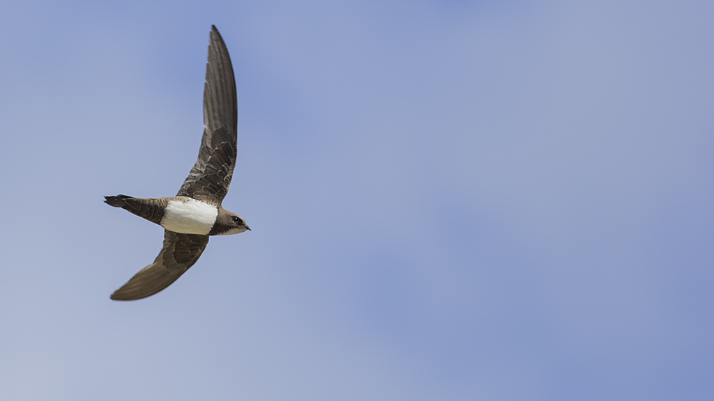 Alpine Swift