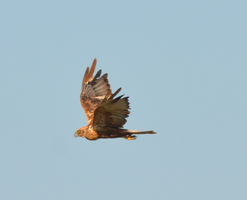 Western Marsh Harrier