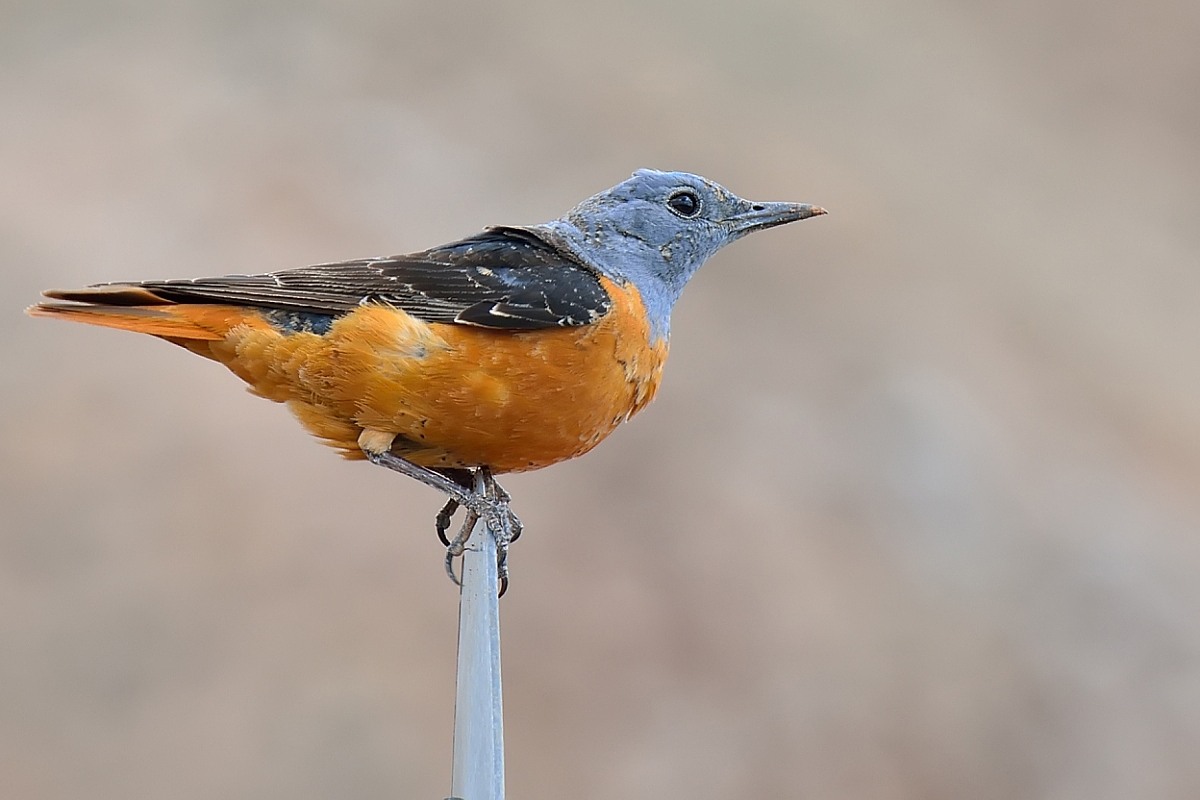 Common Rock Thrush