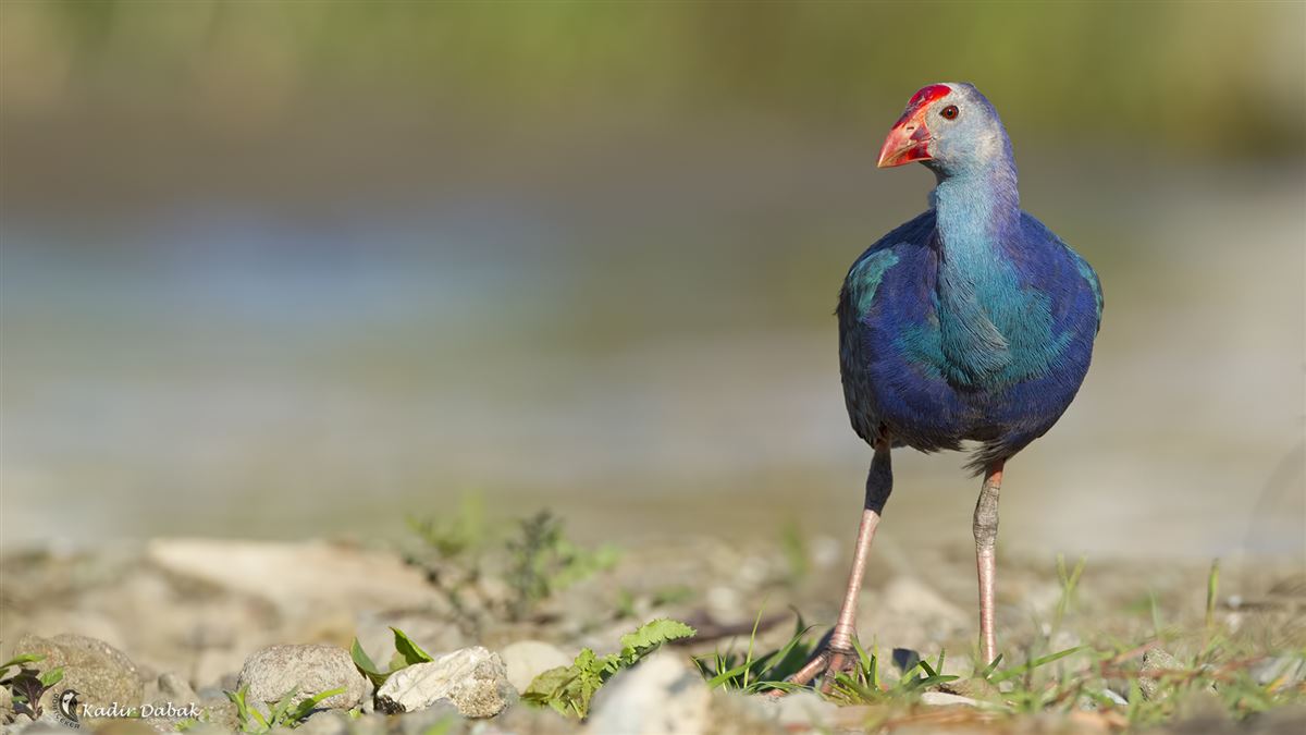Grey-headed Swamphen