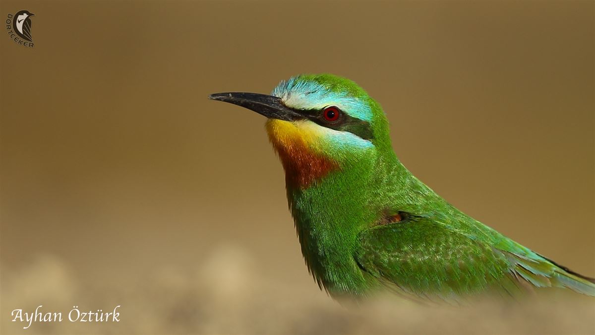 Blue-cheeked Bee-eater