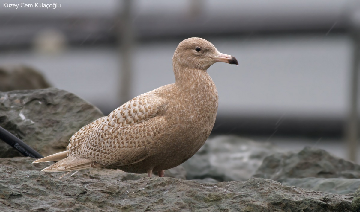Glaucous Gull